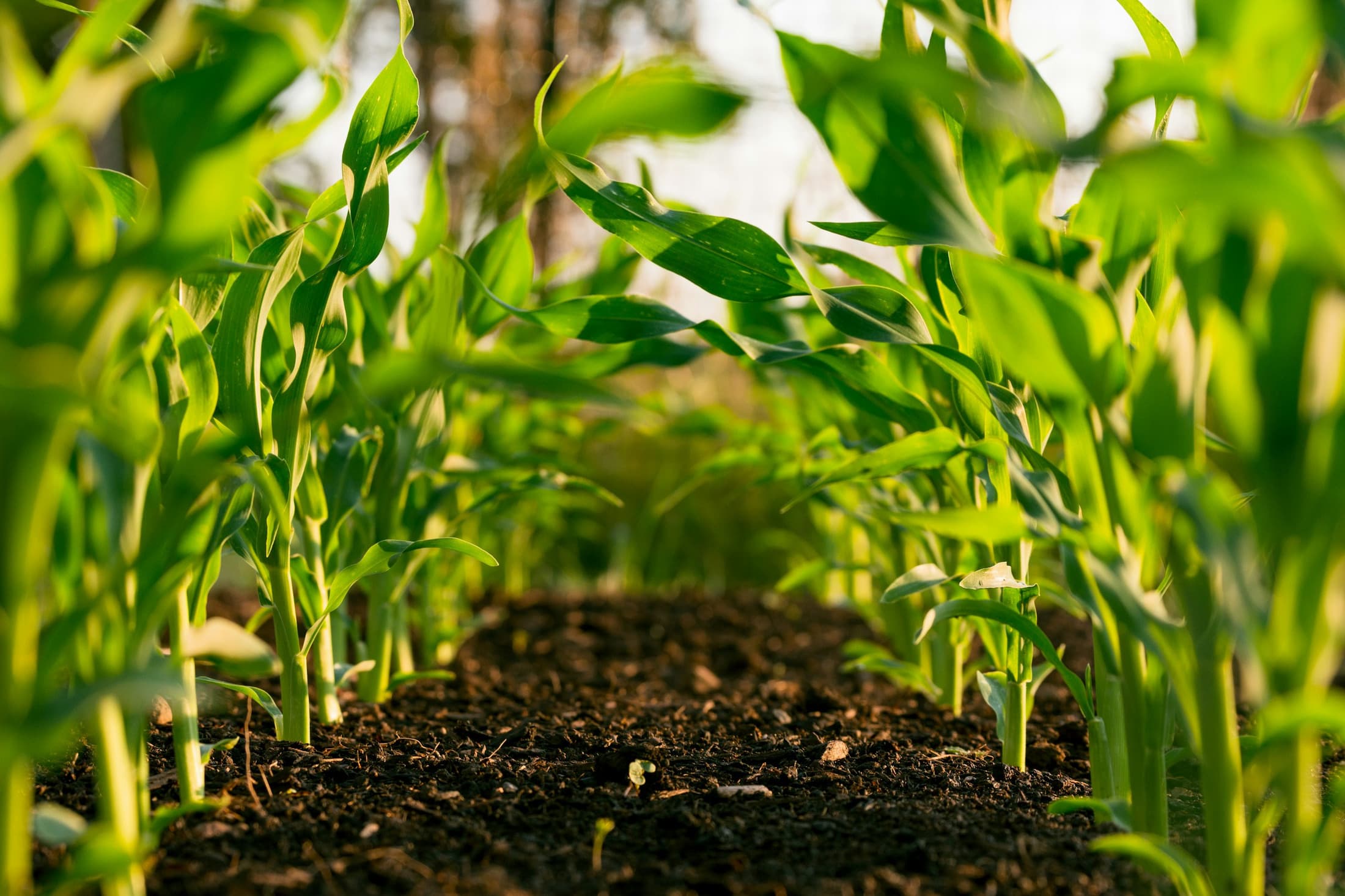 Rows of a green crop