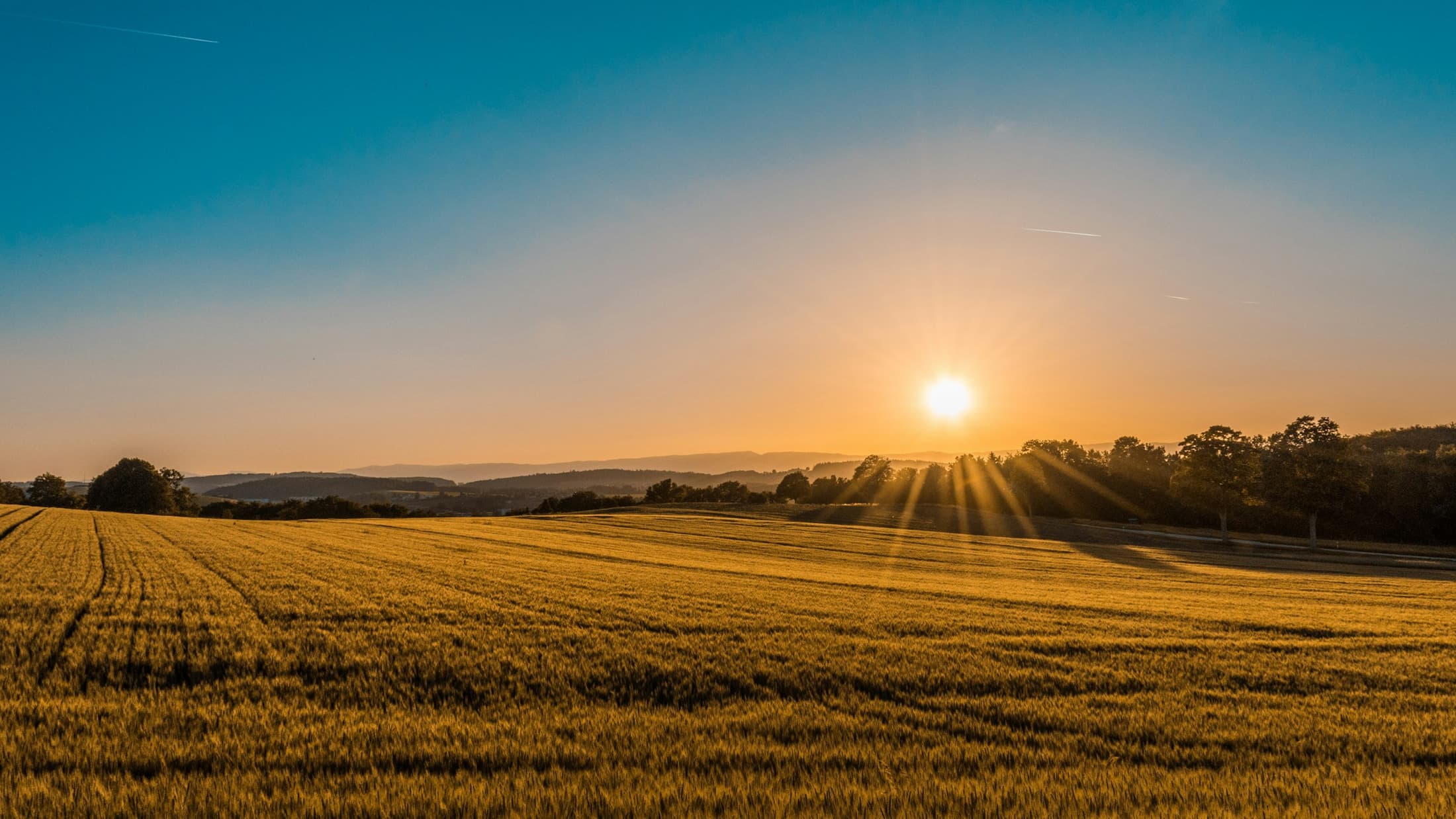 A crop field in warm evening light