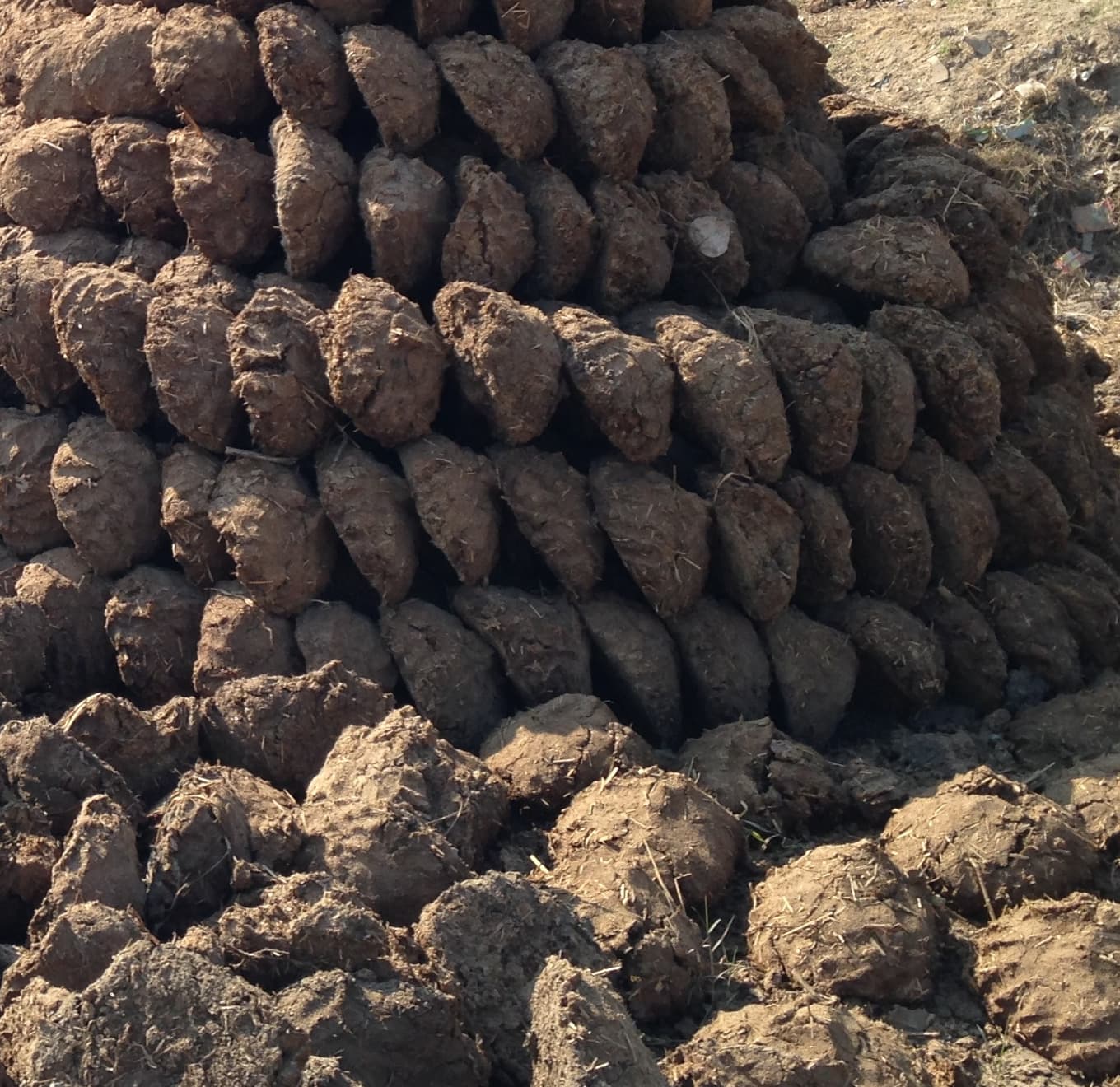 Cow Dung