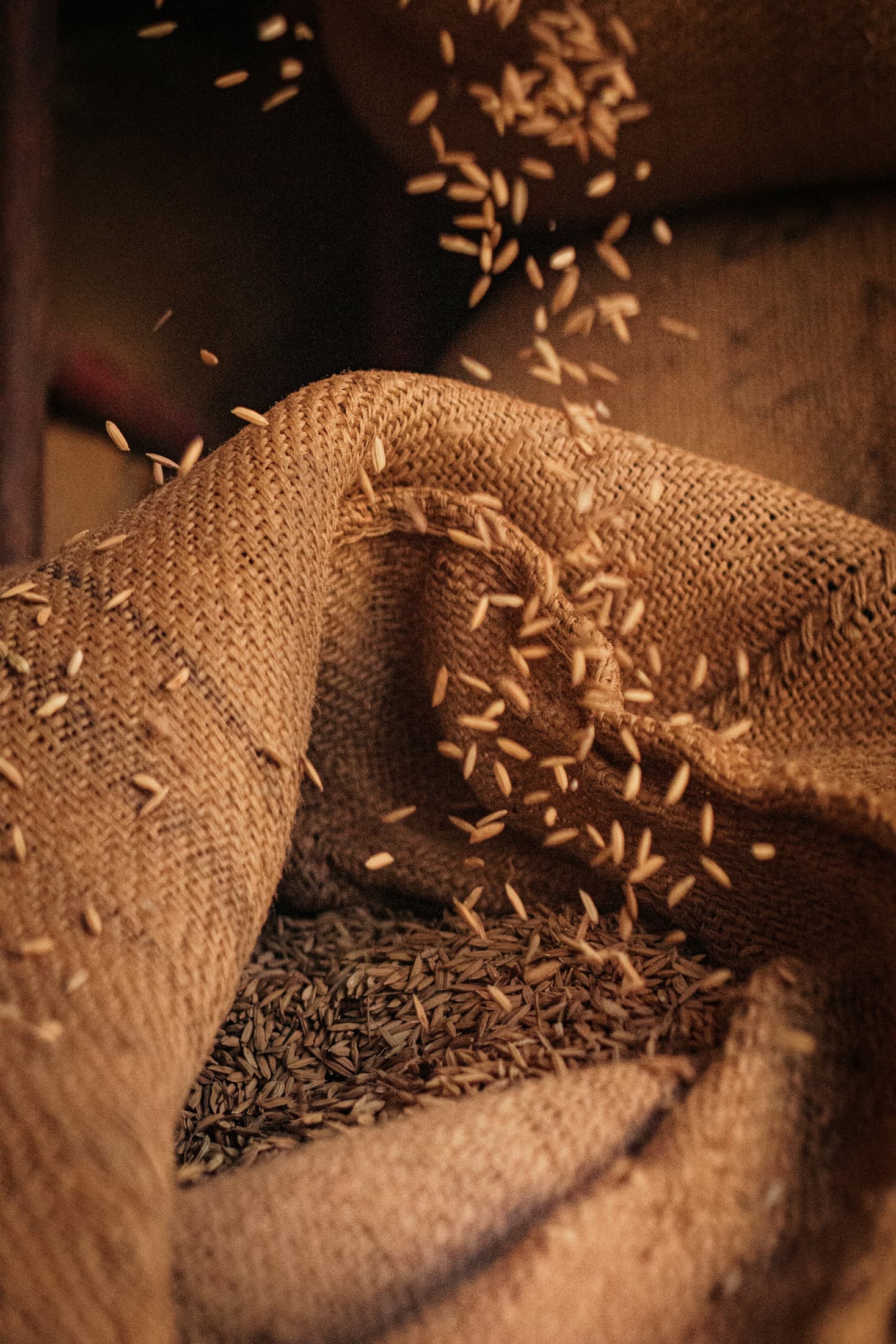 Seeds pouring into an open burlap sack